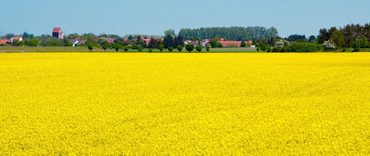 oilseed-rape-3390739 1920 oilseed-rape-3390739 1920